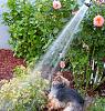 Bijou vs the water hose-img_5345.jpg