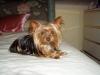 FINALLY new pics of Louie and Bella!!-louie-sweet-bed-400-x-300-.jpg