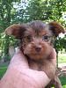 Chocolate yorkie Need help with Name-mix-pics-017.jpg