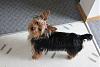 Can I see pictures of "bigger" Yorkies (7 plus lbs)?-tikka10.jpg