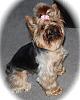 Can I see pictures of "bigger" Yorkies (7 plus lbs)?-img_5365.jpg