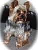 Can I see pictures of "bigger" Yorkies (7 plus lbs)?-img_5364.jpg