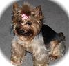 Can I see pictures of "bigger" Yorkies (7 plus lbs)?-img_5362.jpg