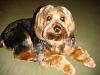 Can I see pictures of "bigger" Yorkies (7 plus lbs)?-046.jpg