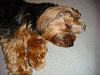 Can I see pictures of "bigger" Yorkies (7 plus lbs)?-068.jpg