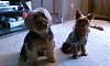 Can I see pictures of "bigger" Yorkies (7 plus lbs)?-069.jpg