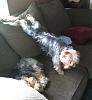 Can I see pictures of "bigger" Yorkies (7 plus lbs)?-max-getting-off-couch.jpg