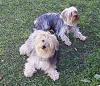 Can I see pictures of "bigger" Yorkies (7 plus lbs)?-boys-grass.jpg