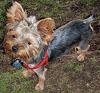 Can I see pictures of "bigger" Yorkies (7 plus lbs)?-1.jpg