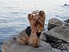 Can I see pictures of "bigger" Yorkies (7 plus lbs)?-3.jpg