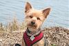 Can I see pictures of "bigger" Yorkies (7 plus lbs)?-img_1950.jpg