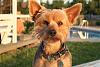 Can I see pictures of "bigger" Yorkies (7 plus lbs)?-img_1910.jpg