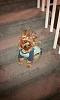 Can I see pictures of "bigger" Yorkies (7 plus lbs)?-imag0023.jpg