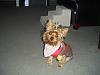 Can I see pictures of "bigger" Yorkies (7 plus lbs)?-018.jpg