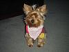 Can I see pictures of "bigger" Yorkies (7 plus lbs)?-021.jpg
