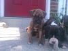 added a boxer to the yorkie fam-imagejpeg_2_3.jpg
