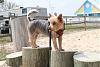 Jackson on the beach and camping-img_1967.jpg