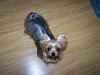 Can I see pictures of "bigger" Yorkies (7 plus lbs)?-bella2.jpg