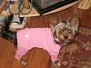 Can I see pictures of "bigger" Yorkies (7 plus lbs)?-trixie-1-yt.jpg