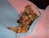 I love sleeping pups-gretchen-sleeping2.jpg