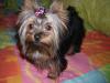 Cali with her topknot-cali011906-011-600-x-450-.jpg