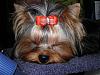 I love sleeping pups-april-2011-161-600-x-450-.jpg