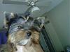 Whitney is 10 weeks old. :)-topknot.jpg