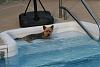 In which Jackson lounges in the pool, attacks a ball, and runs!-img_2064.jpg