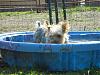 Do your yorkies like the water  Mine love it-dscn0750.jpg