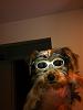 Lucy's Doggles-lucy-doggles.jpg