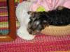 Post Your Cute Sleeping Pictures Here !-puppy-3-021-small-.jpg