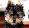 One Ear Up-dsc_1689a.jpg