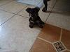 Mommy give me my toys back!!!-dsc00623.jpg