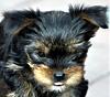 One Ear Up-dsc_1684.jpg