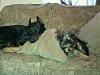 Yorkie and doberman BFF!!-b-t.jpg