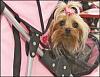Brielle made the paper!-pet-expo-brielle.jpg