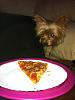 Mmmmm pizza!-lily-pizza2.jpg