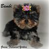 Bambi's 10 & 11 week pictures....She comes home tomorrow!!!!!!!!!-bambi11wksdsc_0011.jpg