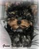 Bambi's 10 & 11 week pictures....She comes home tomorrow!!!!!!!!!-bambidsc_0004.jpg