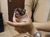 I know they are not Yorkies but this littler babies are adorable-dsc01002.jpg