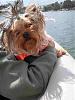Mocha's first boating trip, 18 months old-2011-05-28-14.56.14.jpg