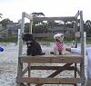 Bella~the Salty Dog-bellahhi5.jpg