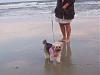 Bella~the Salty Dog-bellahhi2.jpg