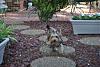 Seeger LOVES to play outside!-dsc_0443.jpg
