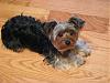 Post Photos of Floppy Eared Yorkies-img_4219.jpg