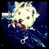Post Photos of Floppy Eared Yorkies-faith-2.jpg
