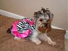 Post Photos of Floppy Eared Yorkies-faithzebra2.jpg