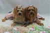 Post Photos of Floppy Eared Yorkies-224708_201951623178882_127980630575982_534933_6103232_n.jpg