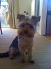 Post Photos of Floppy Eared Yorkies-184662_10150094145036333_528561332_6816156_8310994_n.jpg