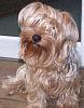 Post Photos of Floppy Eared Yorkies-tinkerbell-real-yorkie.jpg
